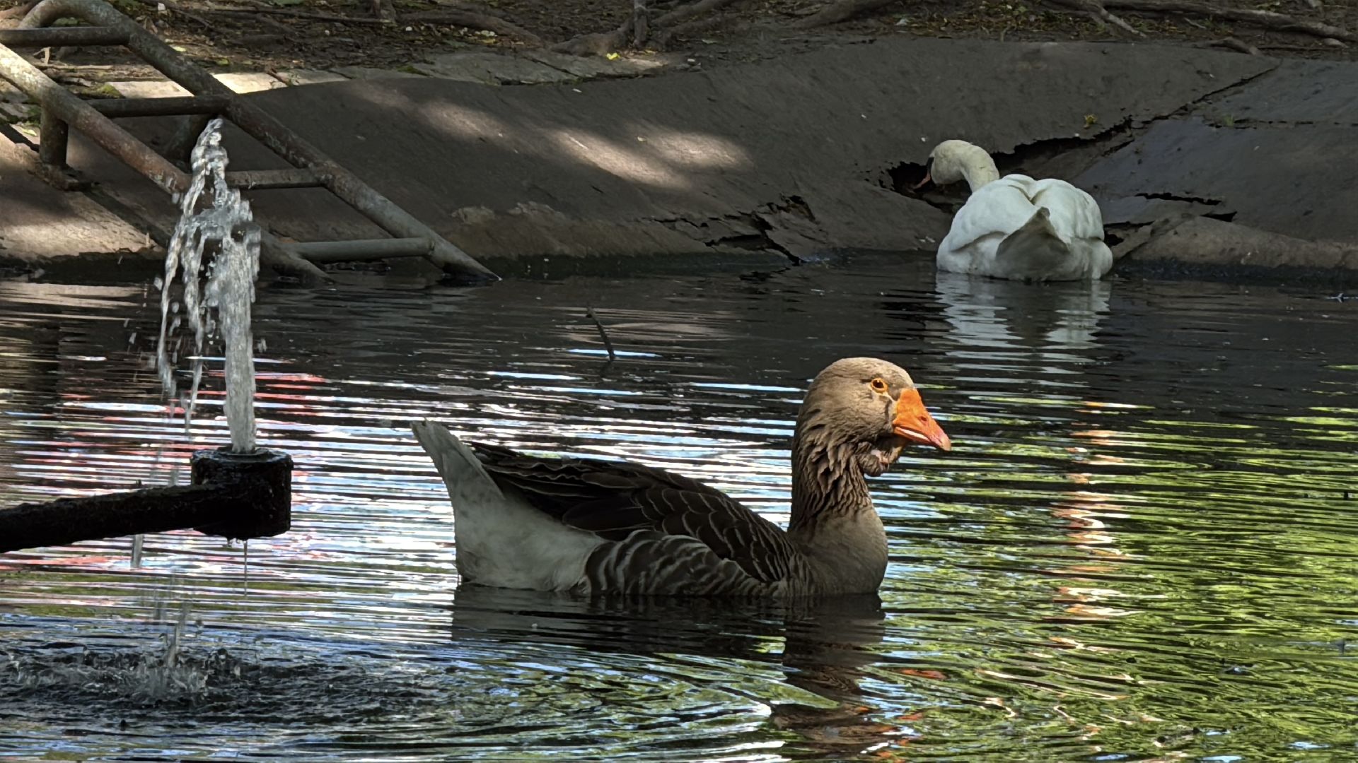 раменское, гжель, зоопарк,
