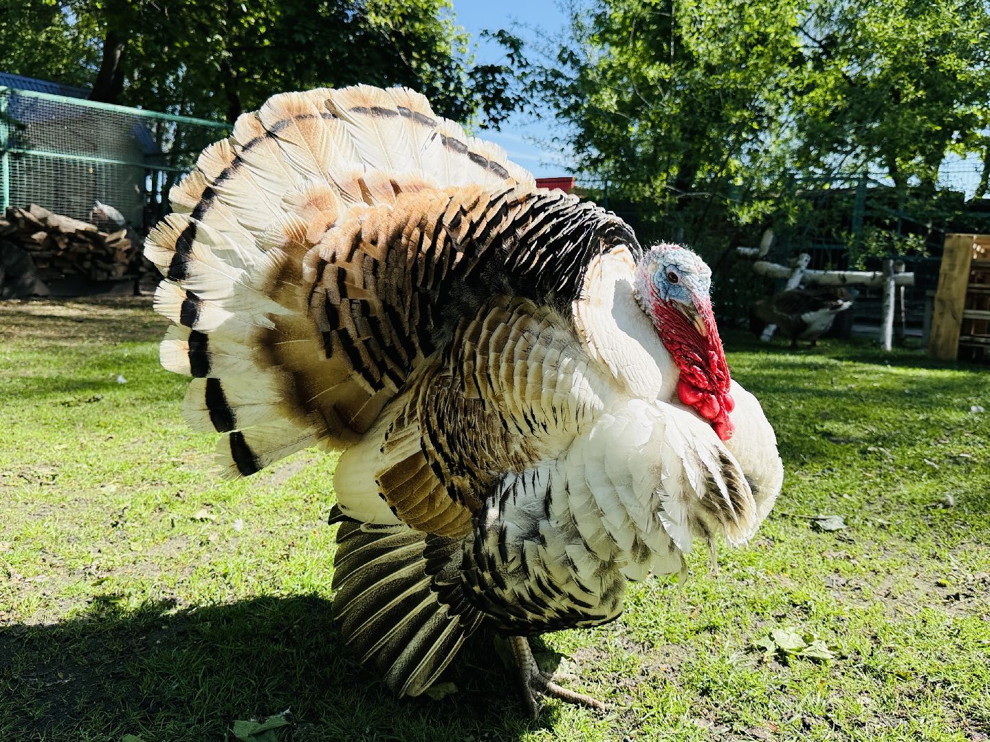 раменское, гжель, зоопарк,
