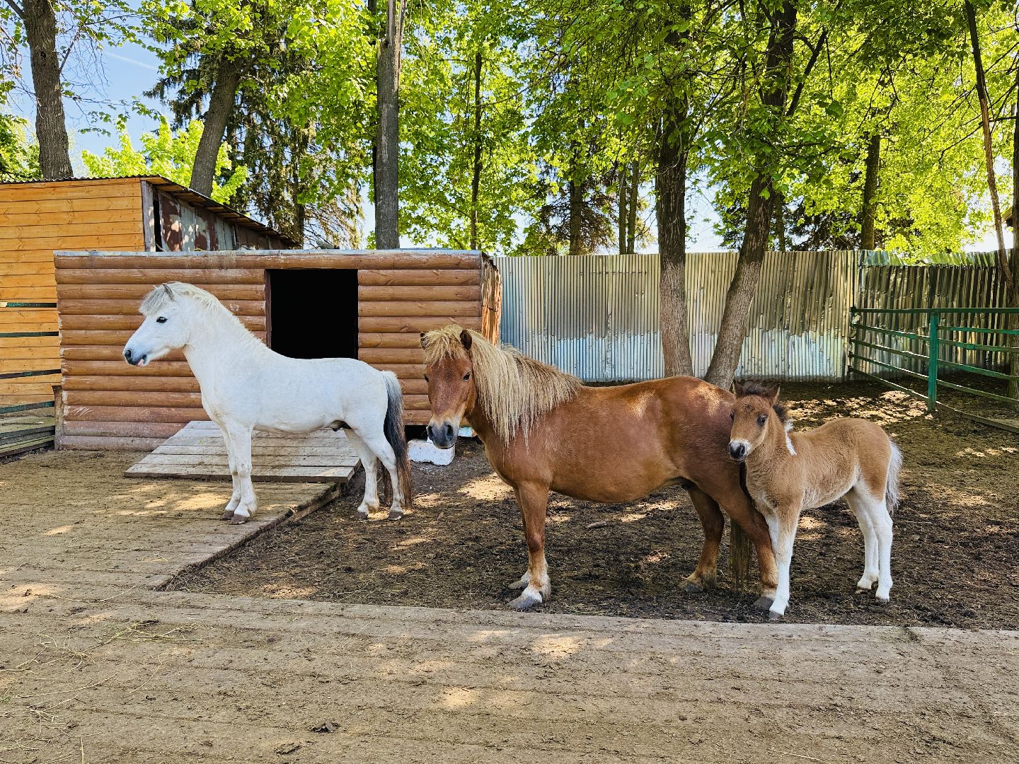 раменское, гжель, зоопарк,