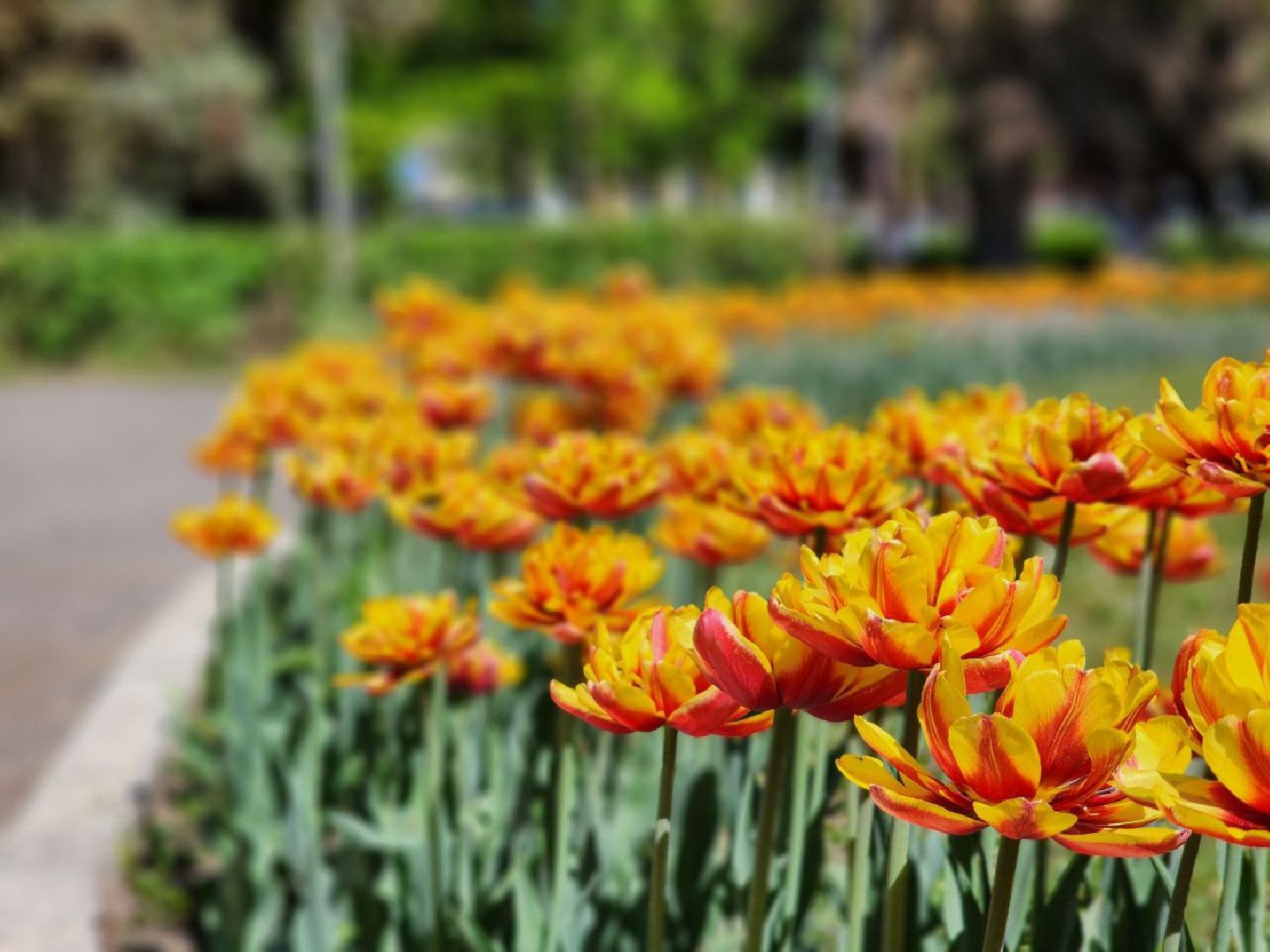 воскресенск, цветы, благоустройство, город,