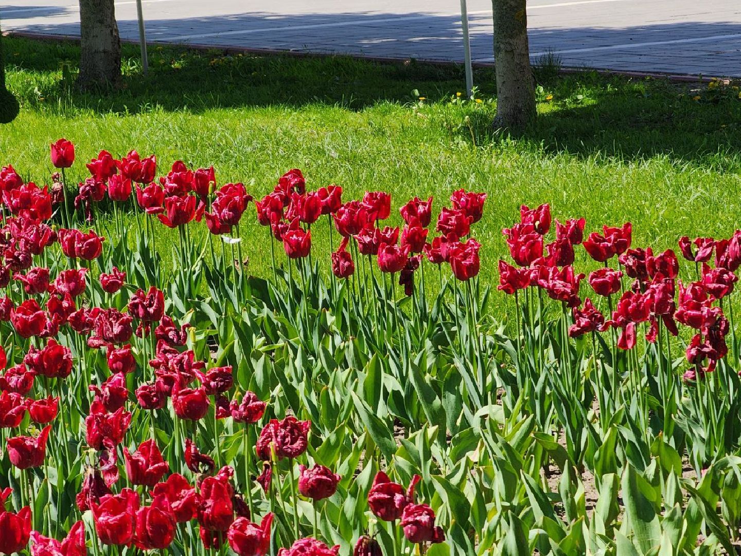 воскресенск, цветы, благоустройство, город,