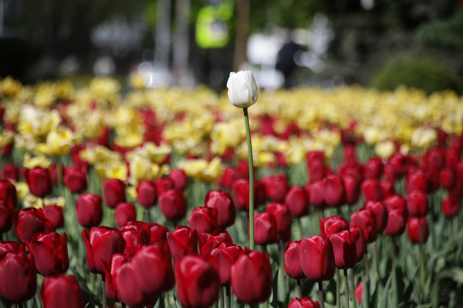 воскресенск, цветы, благоустройство, город,