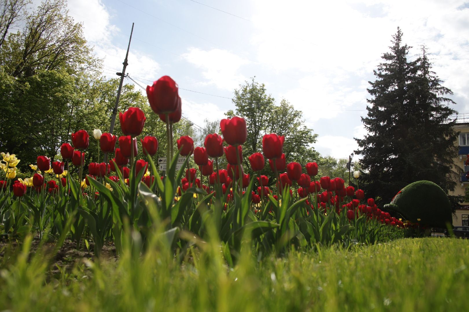воскресенск, цветы, благоустройство, город,