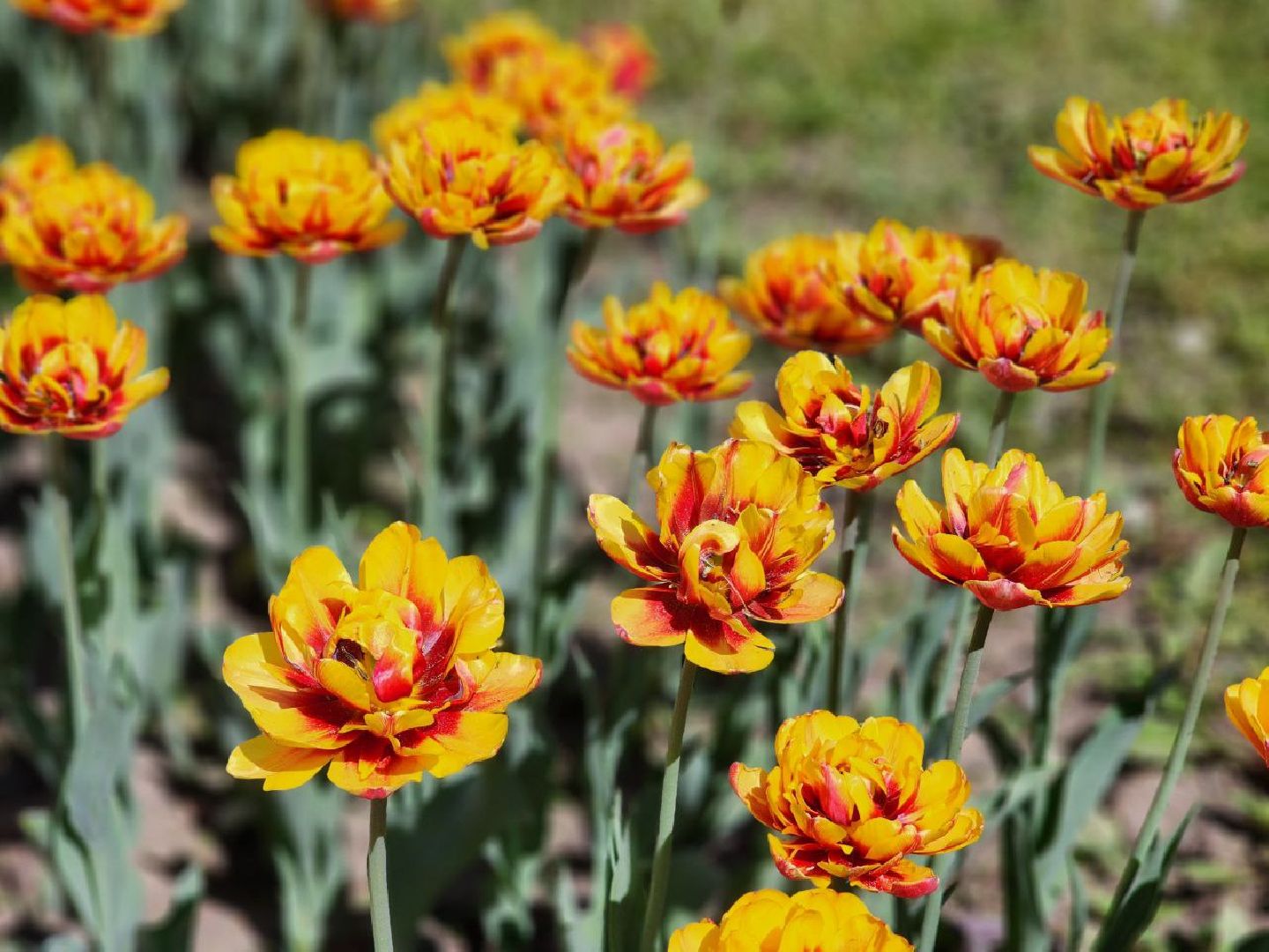 воскресенск, цветы, благоустройство, город,