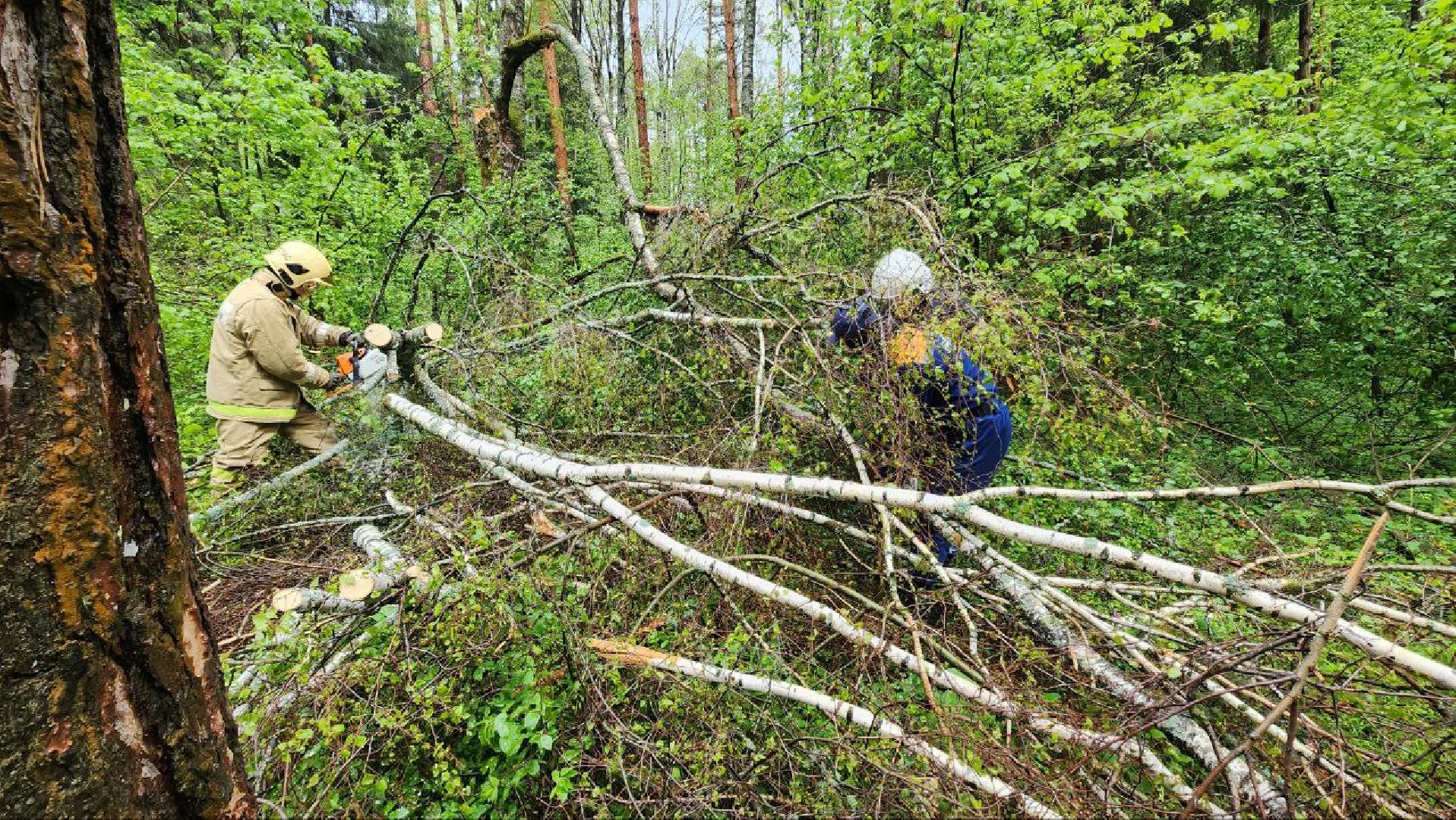 Дмитров, ЦЗВС, Дмитровский техникум, Благоустройство, Спасатели,