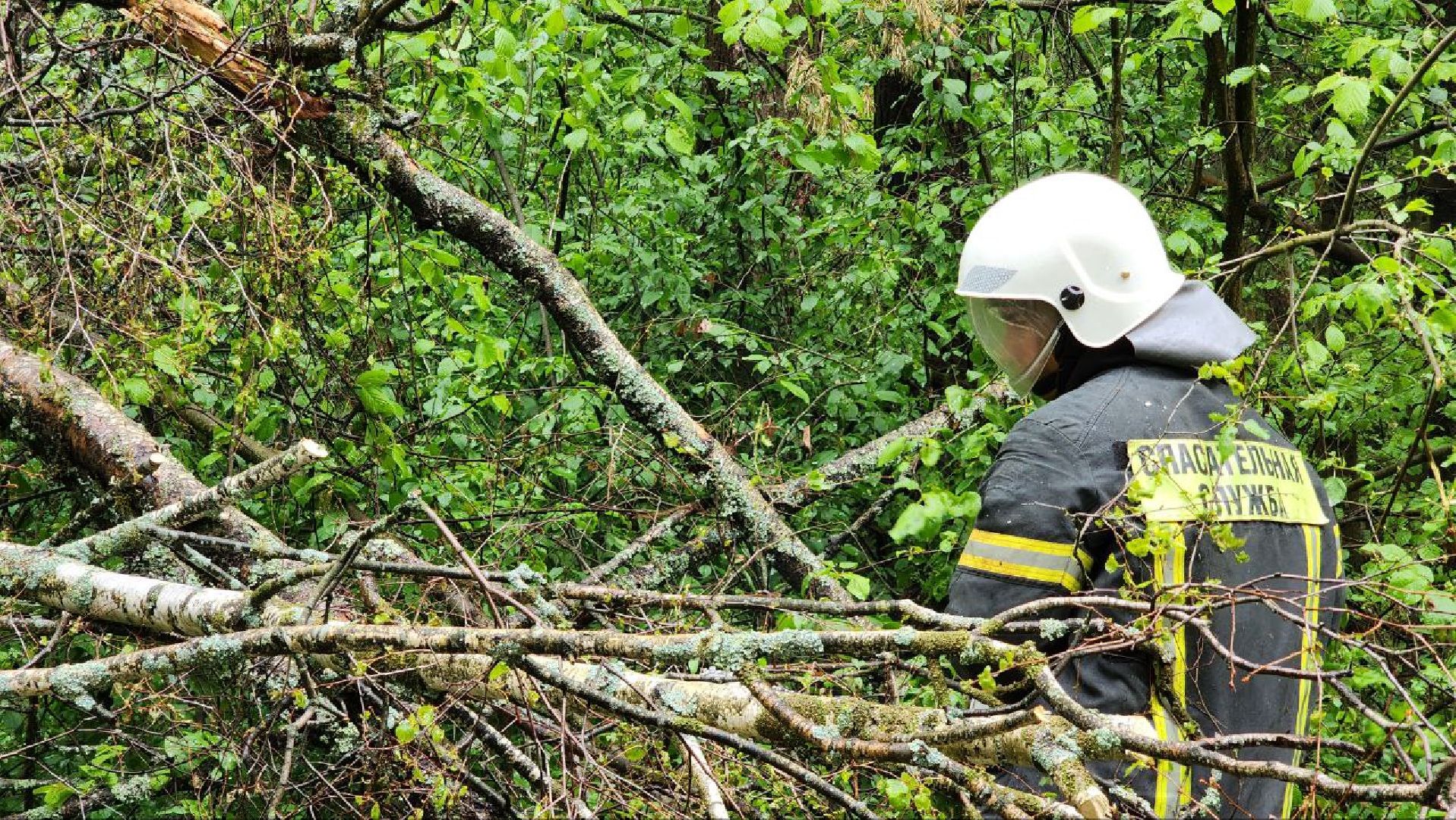 Дмитров, ЦЗВС, Дмитровский техникум, Благоустройство, Спасатели,