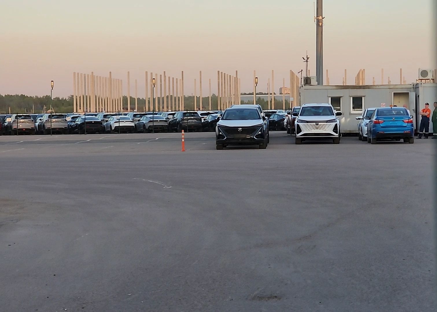 лось, дикое, животное,