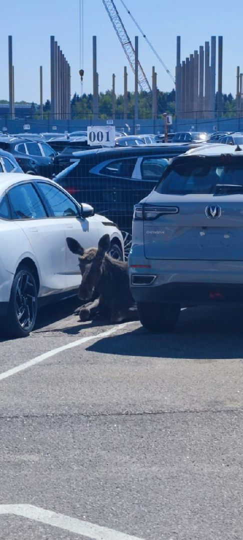 лось, дикое, животное,