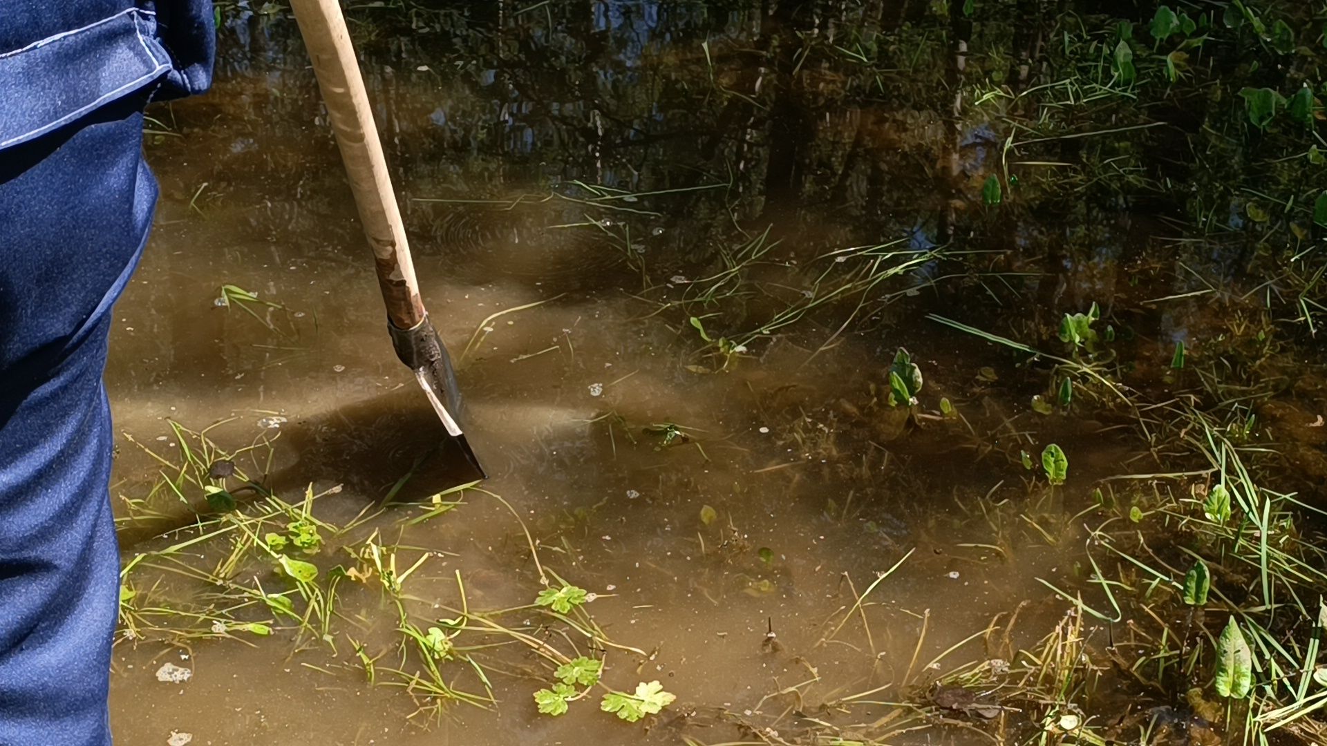 благоустройство, парк, лобня,