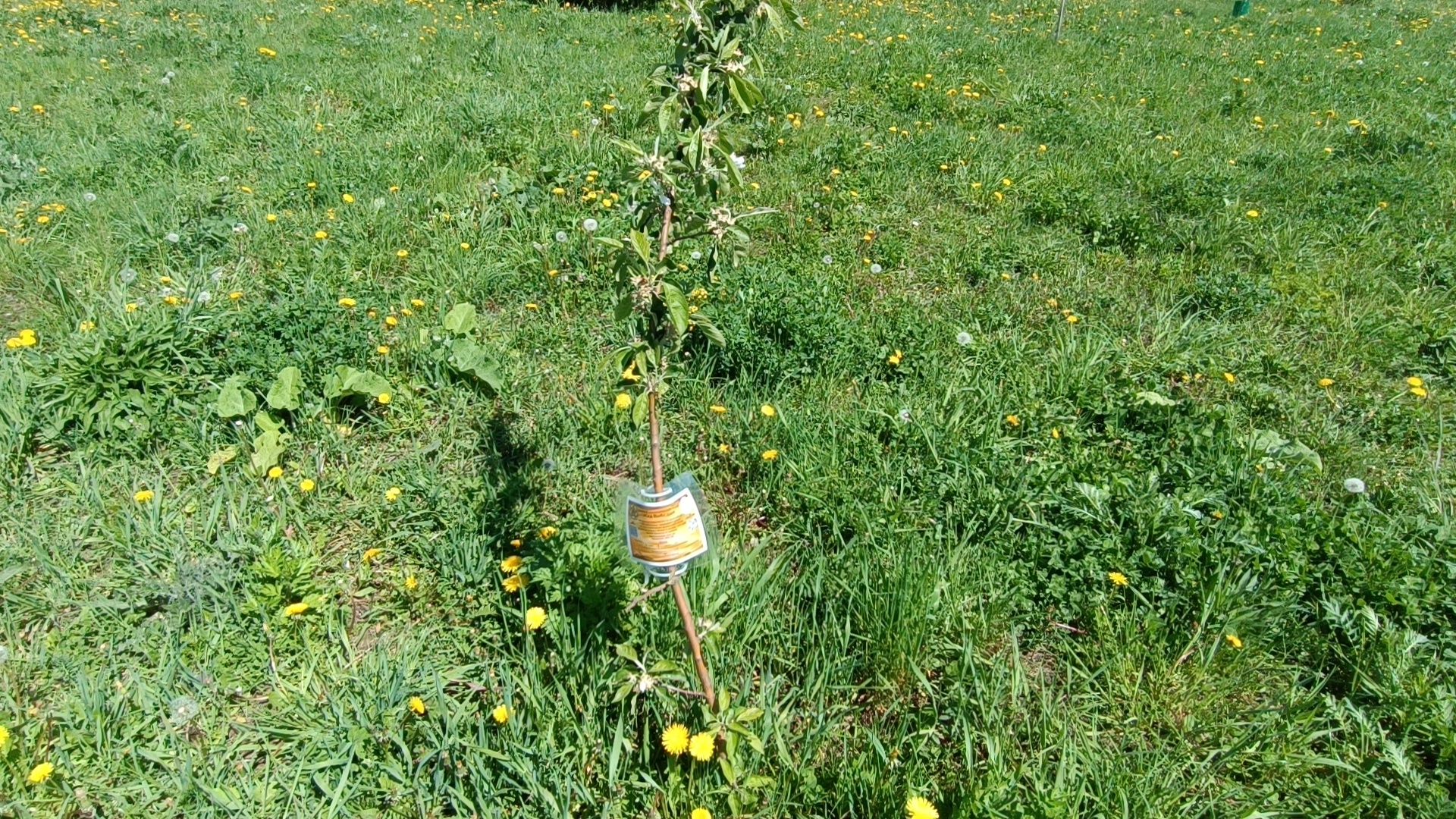 сквер, лобня, строительство,