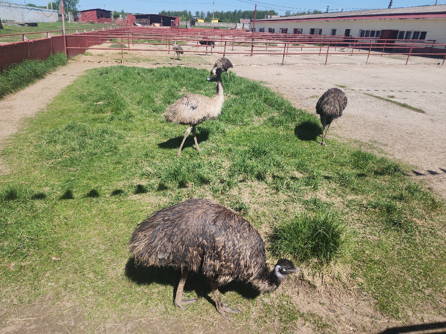 серпухов, подмосковье, страусы, эму, русский страус,