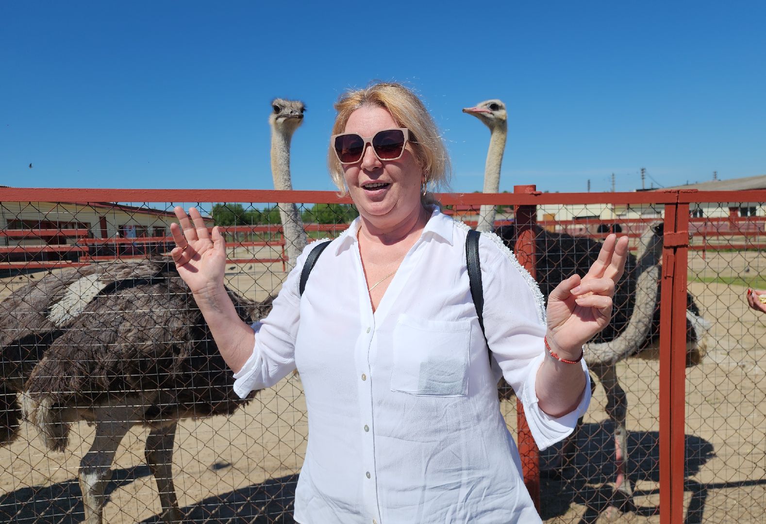 серпухов, подмосковье, страусы, эму, русский страус,