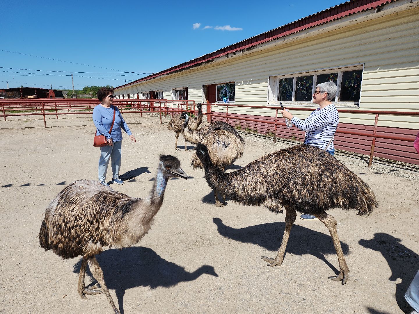 серпухов, подмосковье, страусы, эму, русский страус,