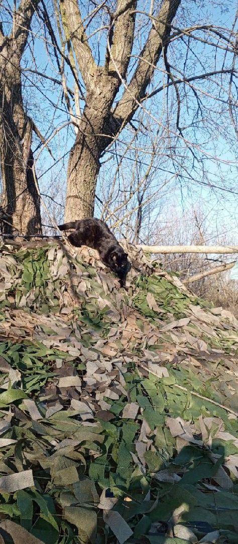 раменское, сво, гуманитарная помощь сво, помощь животным, зоозащитники, волонтеры, благотворительность,