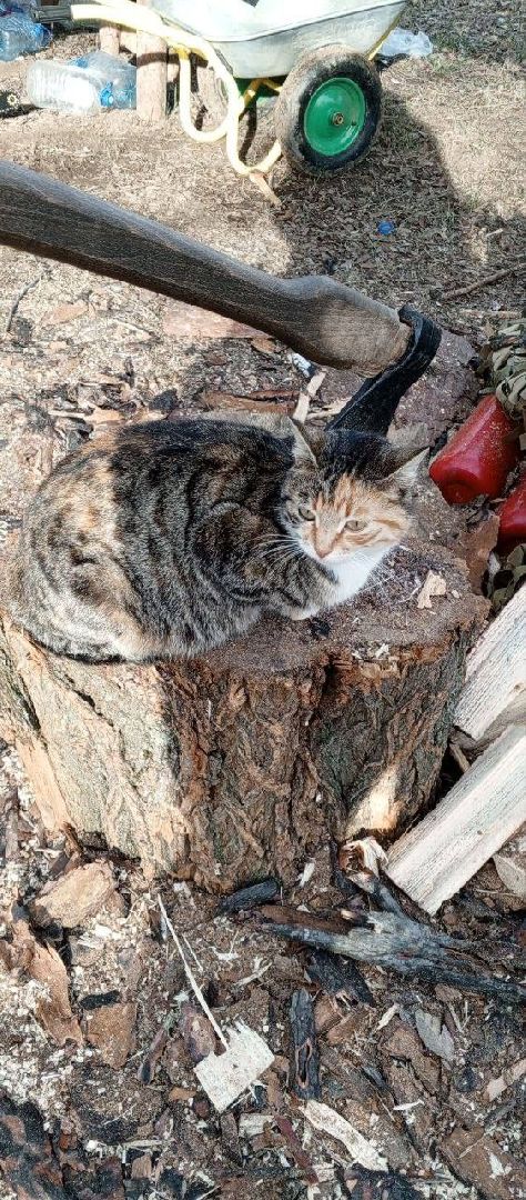 раменское, сво, гуманитарная помощь сво, помощь животным, зоозащитники, волонтеры, благотворительность,