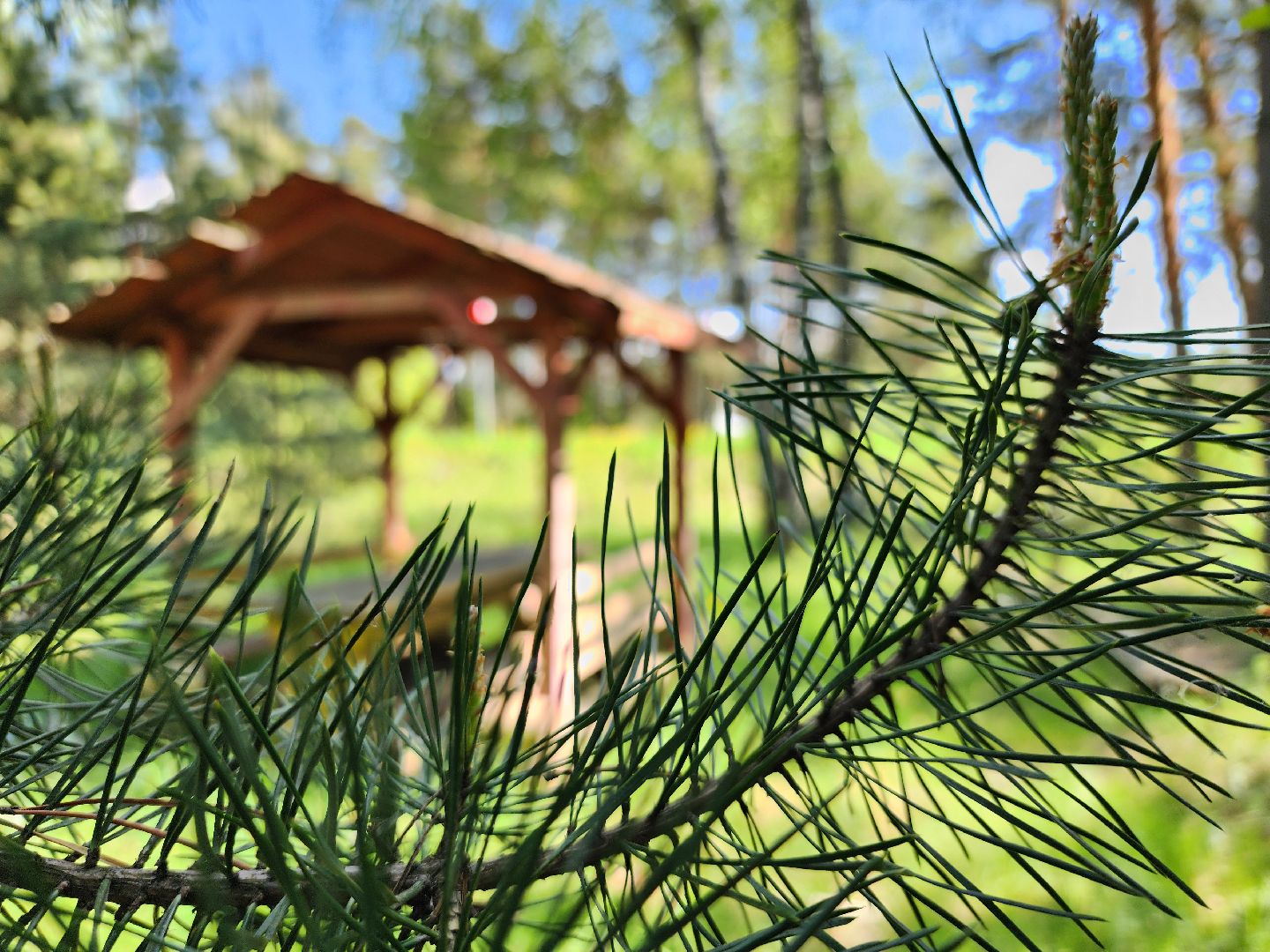 комитет лесного хозяйства, пожароопасный сезон, зона отдыха,