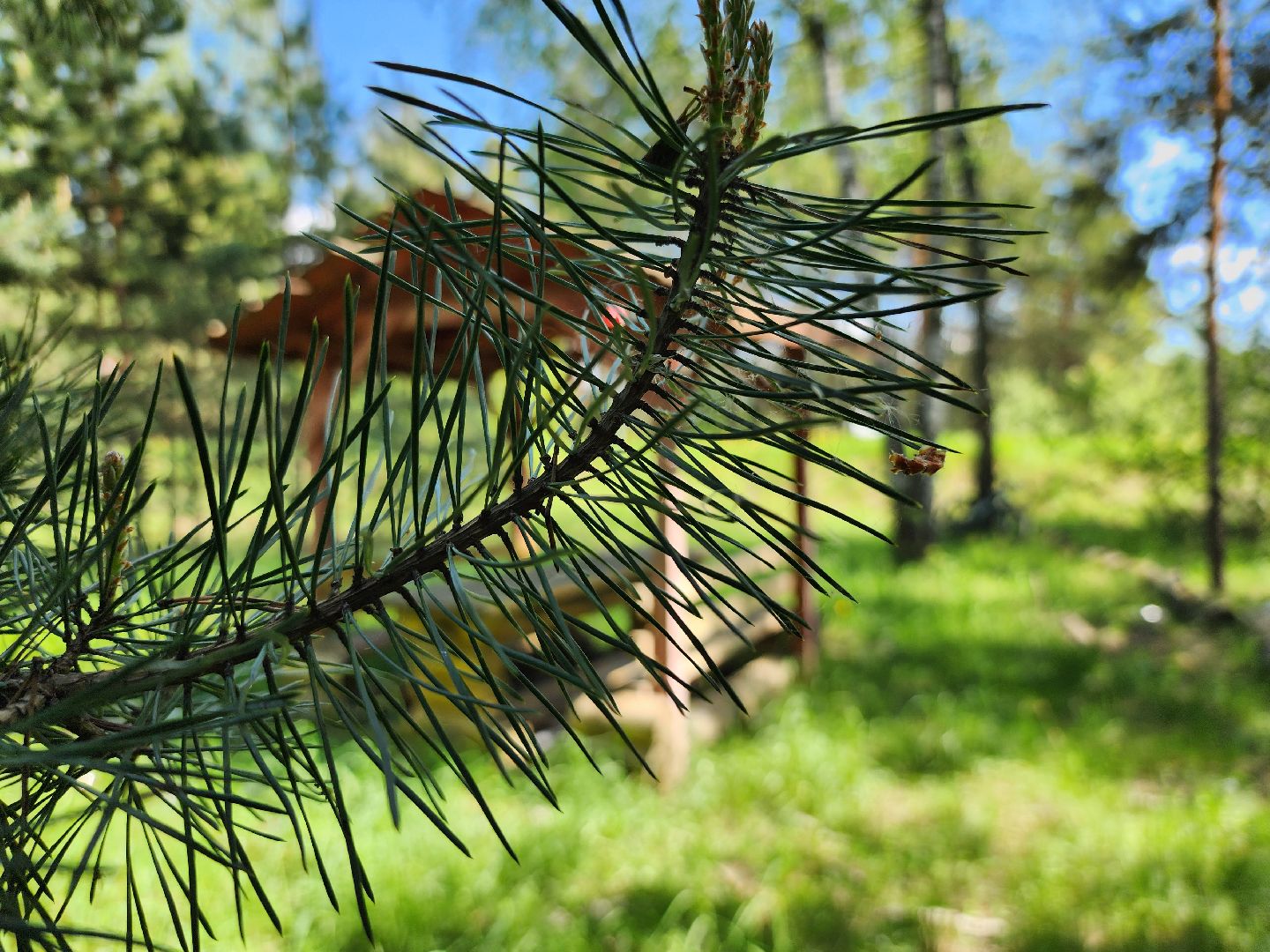 комитет лесного хозяйства, пожароопасный сезон, зона отдыха,