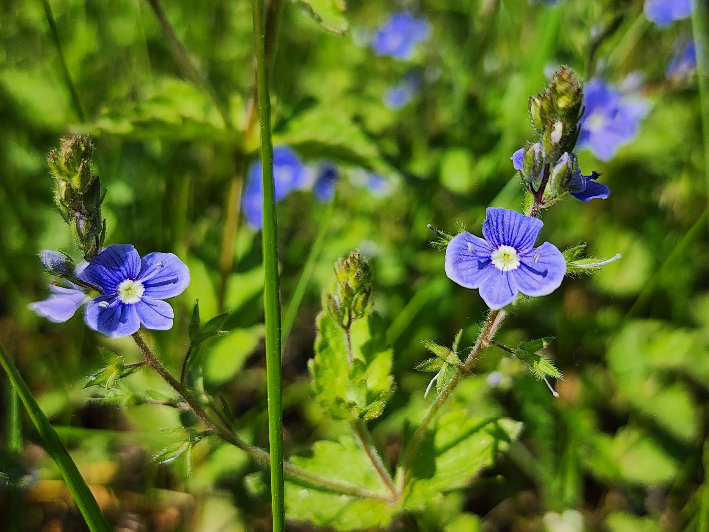 комитет лесного хозяйства, пожароопасный сезон, зона отдыха,