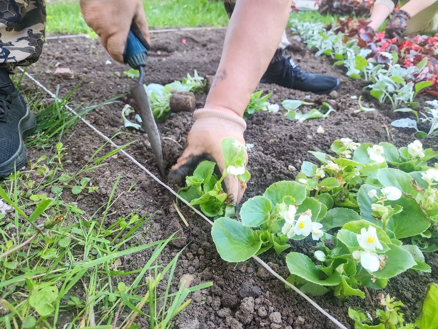 Подольск, благоустройство, цветы, клумбы,