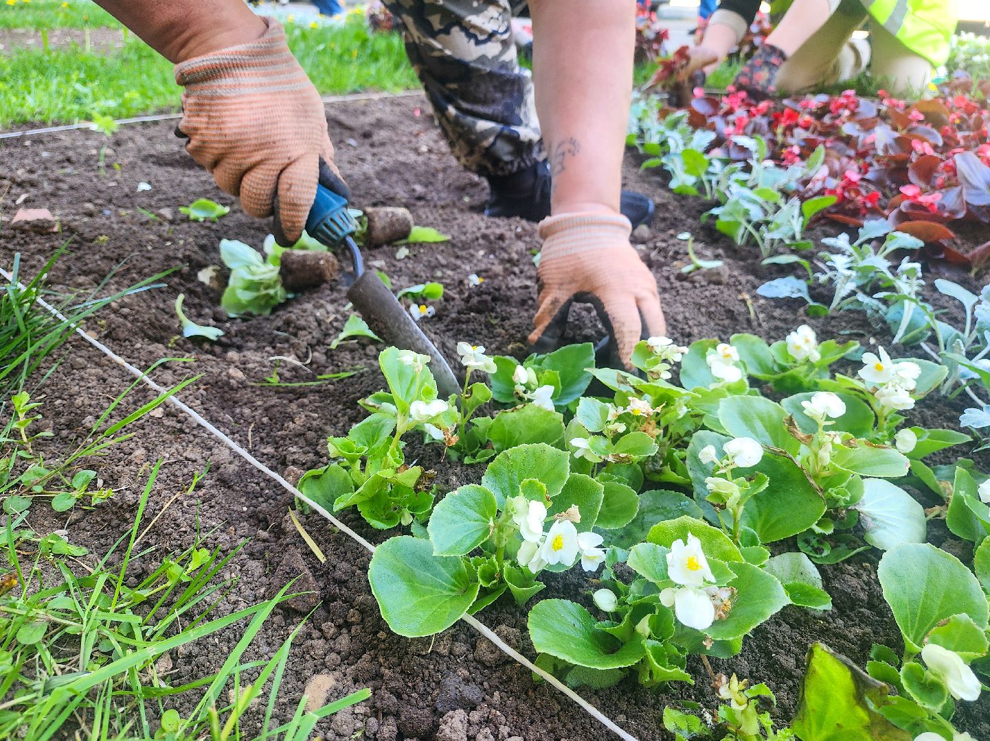 Подольск, благоустройство, цветы, клумбы,