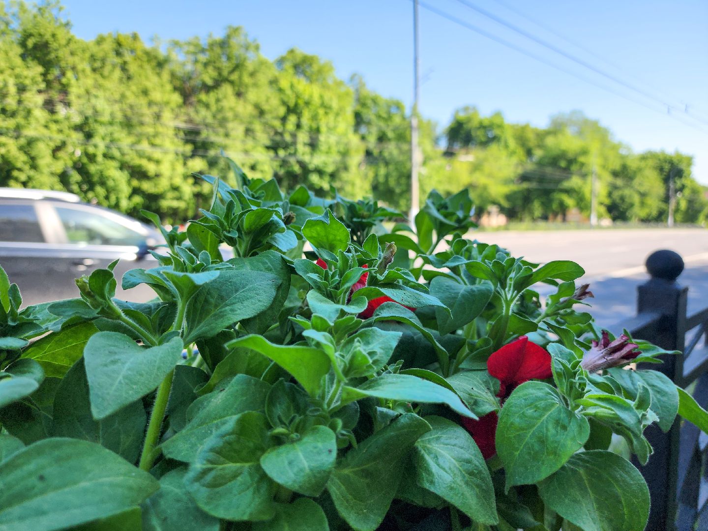 Подольск, благоустройство, цветы, клумбы,