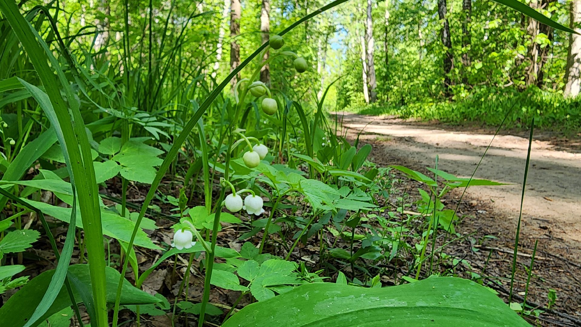 ступино, ландыши, экология,