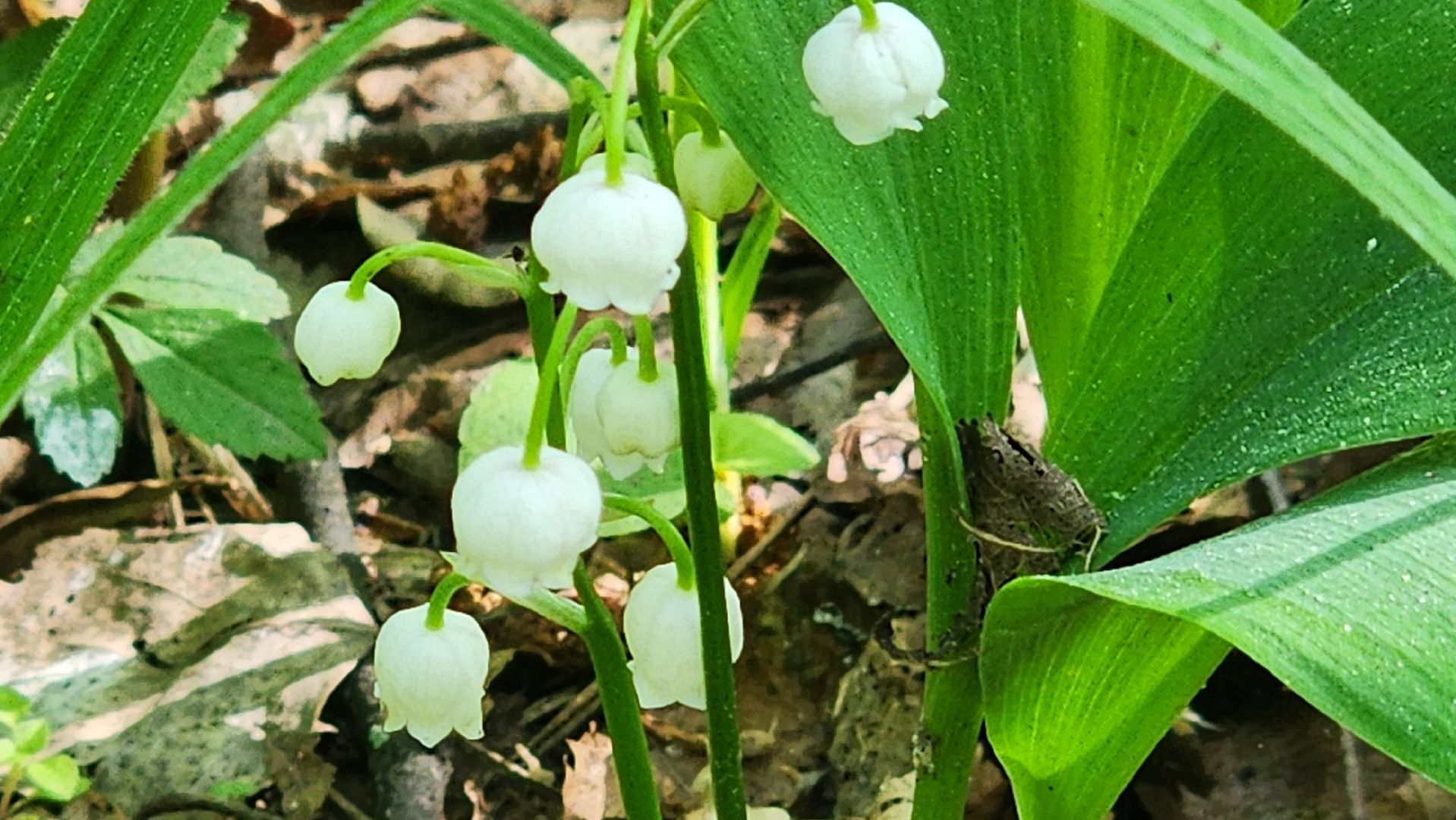 ступино, ландыши, экология,