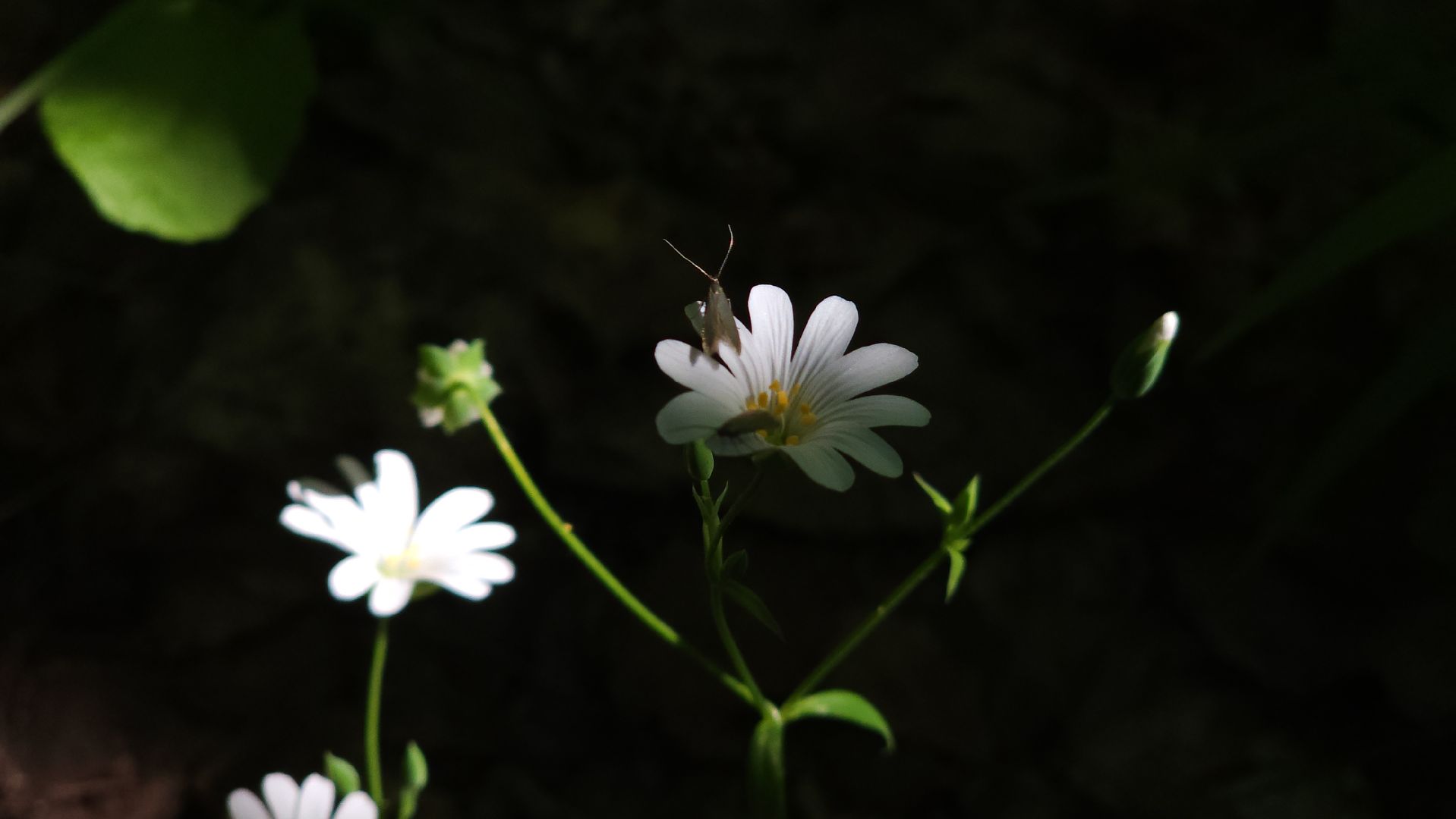 ступино, ландыши, экология,