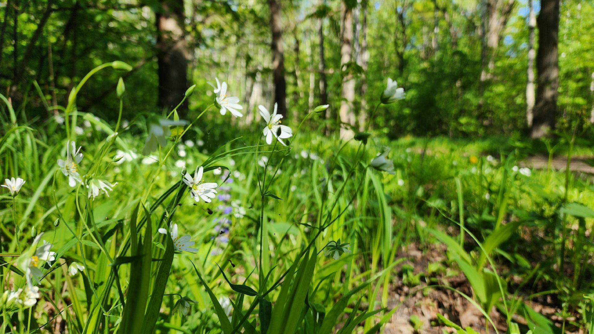 ступино, ландыши, экология,