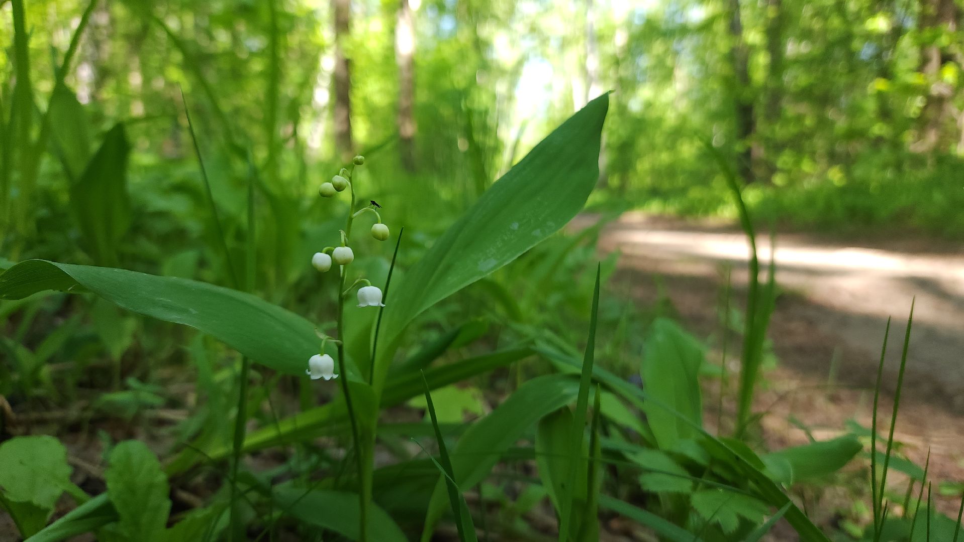 ступино, ландыши, экология,