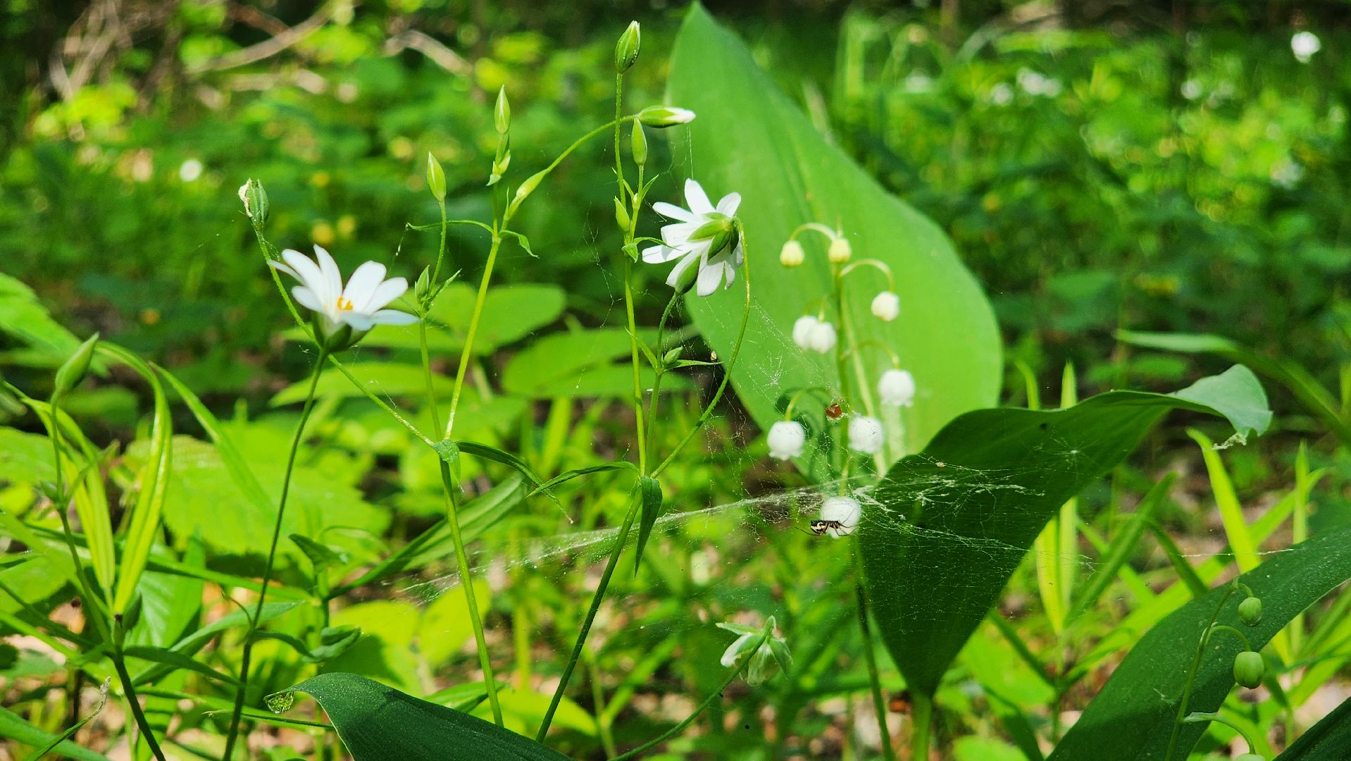 ступино, ландыши, экология,