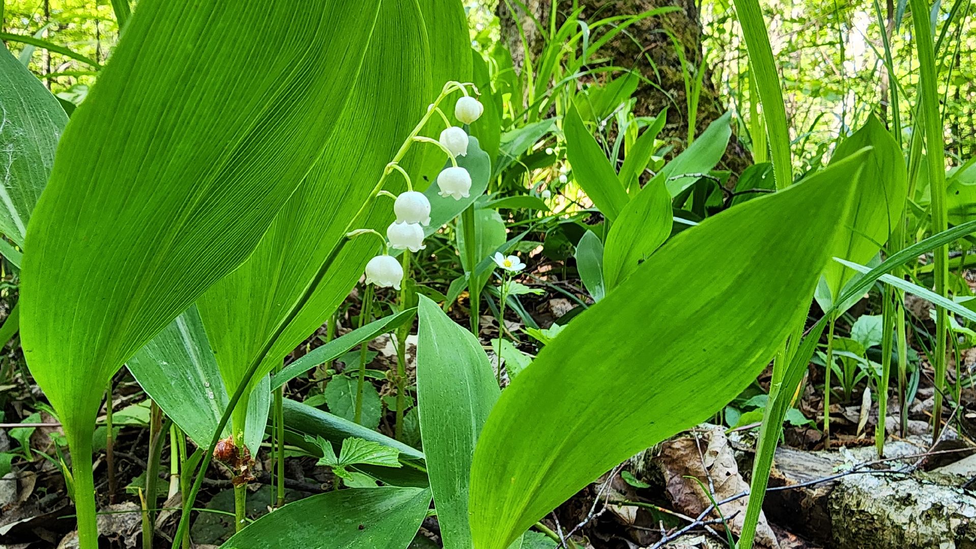 ступино, ландыши, экология,