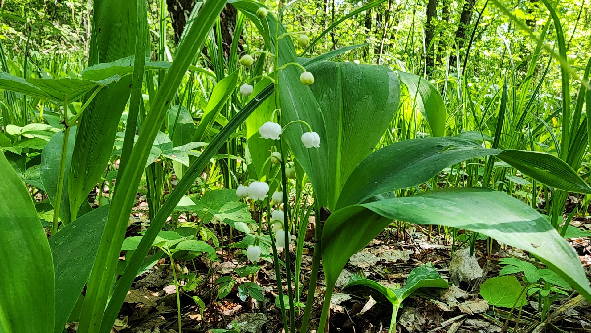 ступино, ландыши, экология,