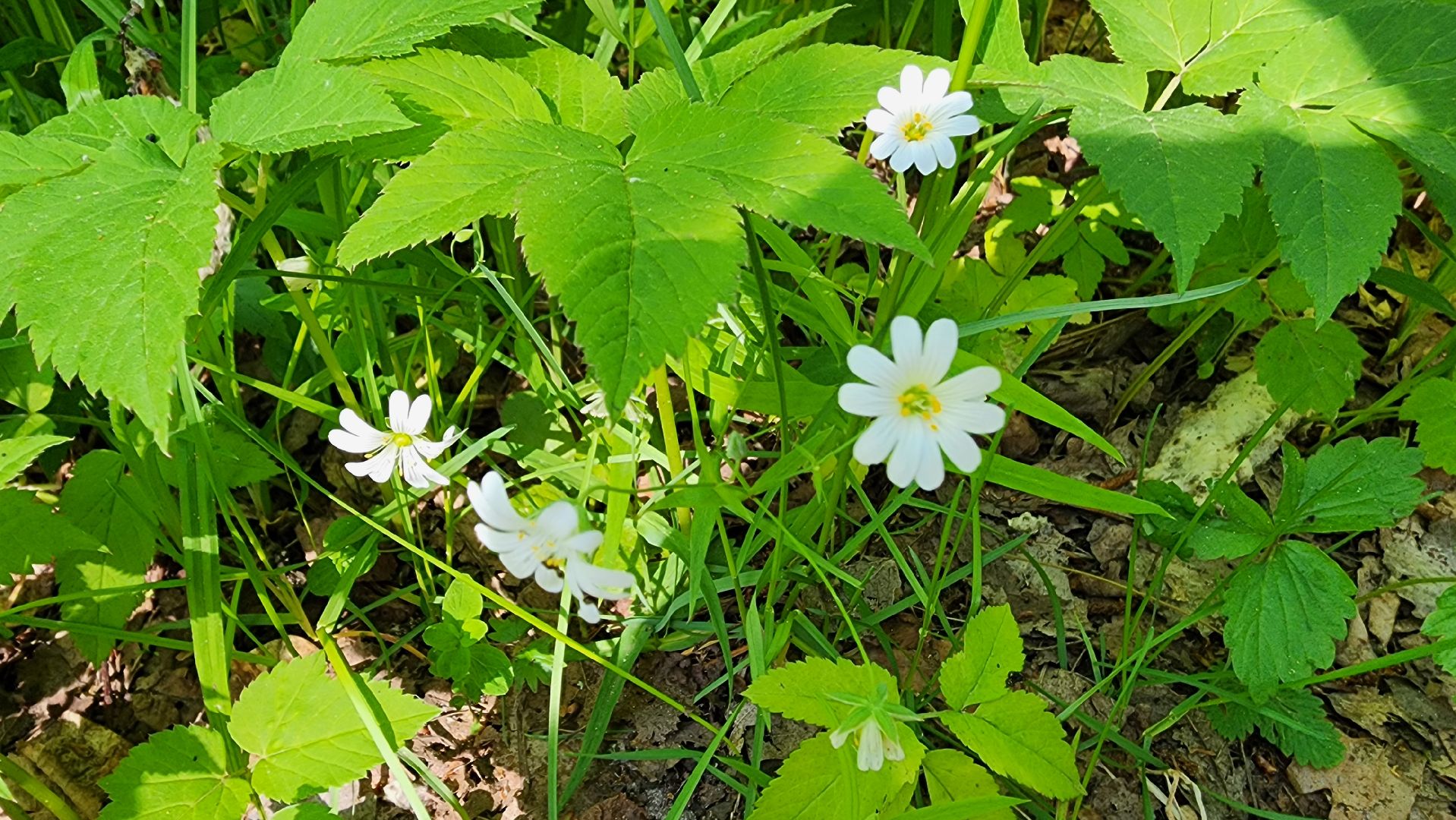 ступино, ландыши, экология,