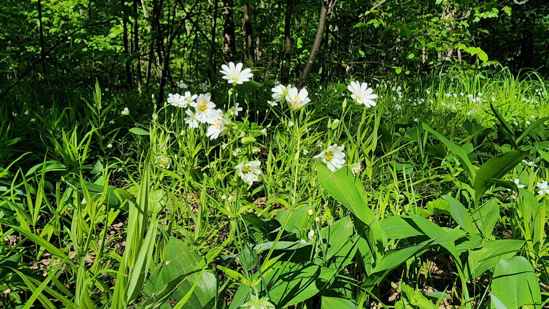 ступино, ландыши, экология,