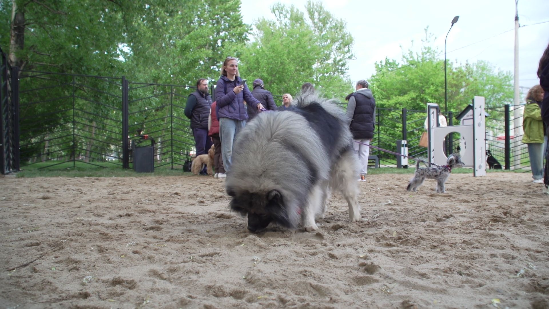 Реутов, площадка для выгула собак, животные, собаки, реконструкция,
