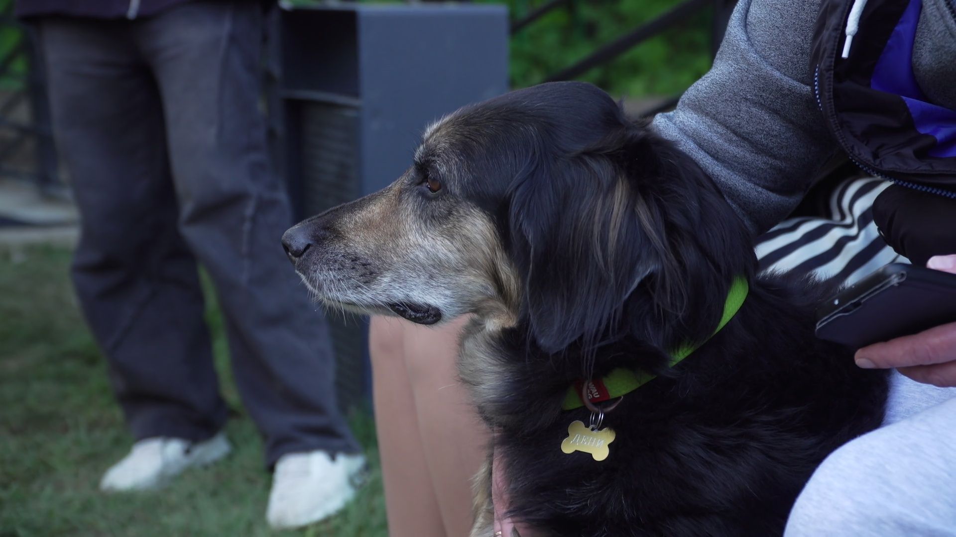 Реутов, площадка для выгула собак, животные, собаки, реконструкция,