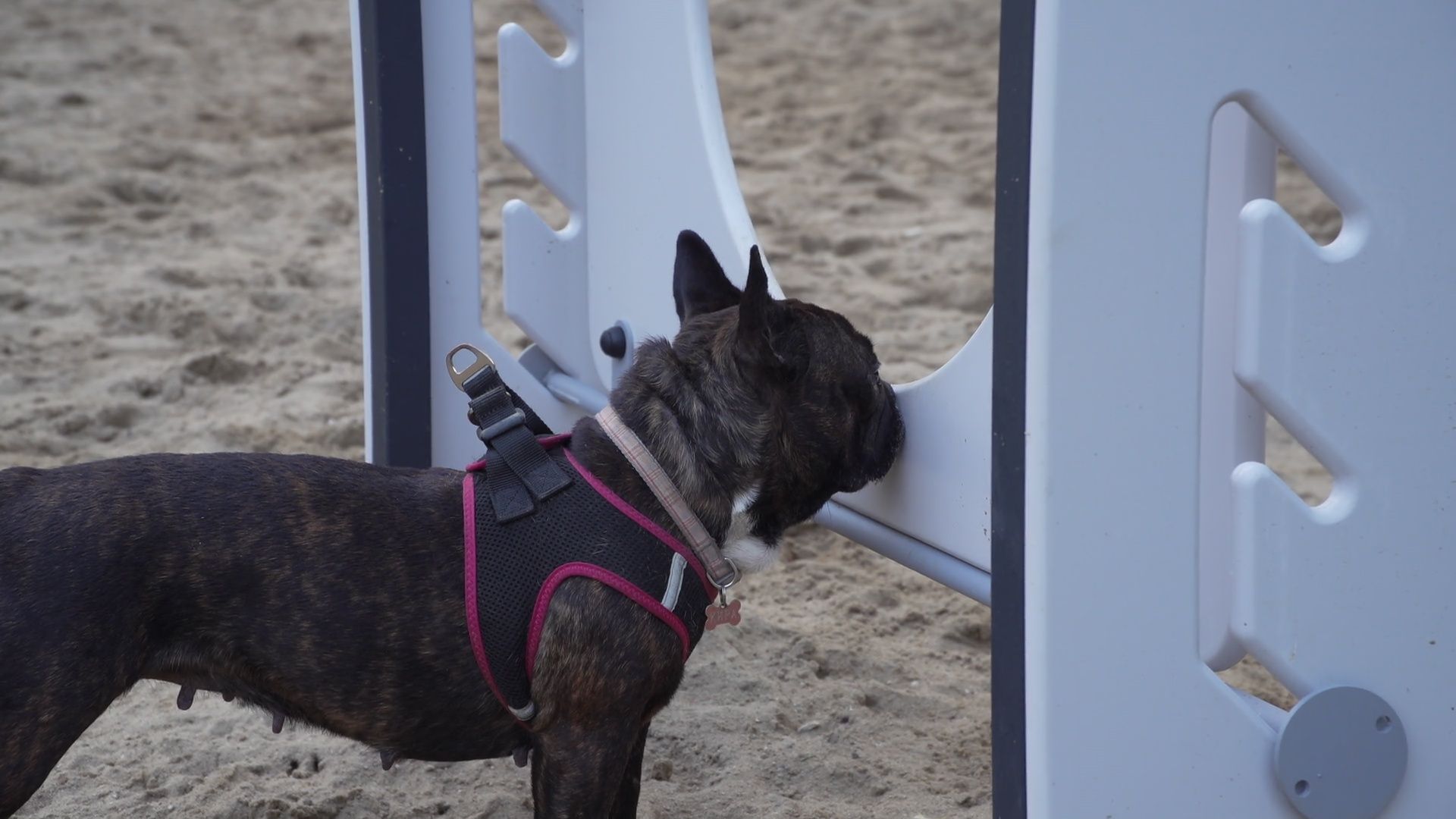 Реутов, площадка для выгула собак, животные, собаки, реконструкция,