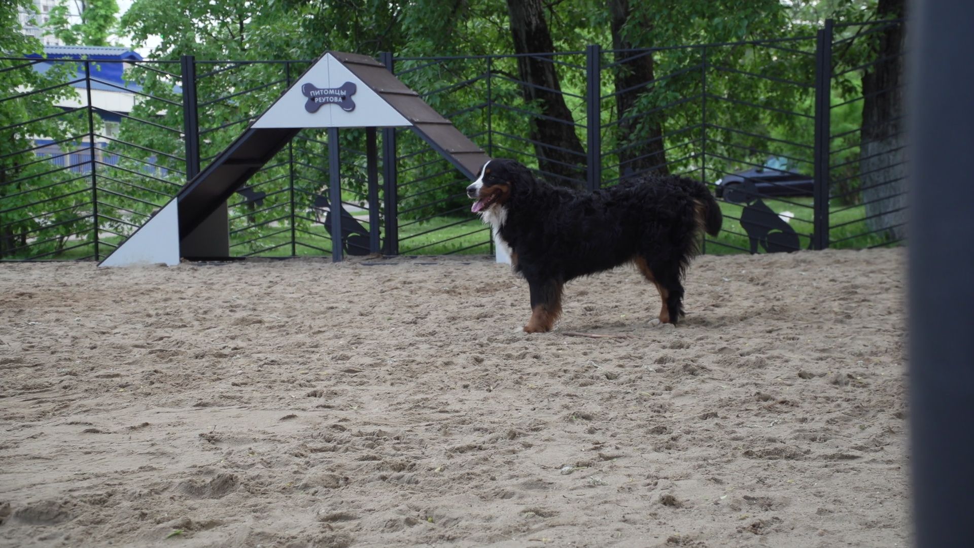 Реутов, площадка для выгула собак, животные, собаки, реконструкция,