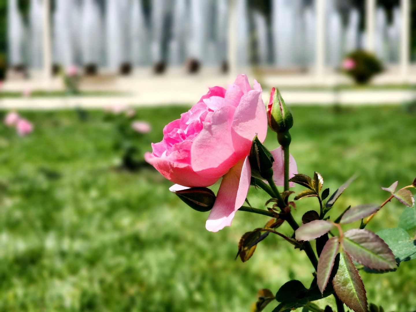 пущино, серпухов, парки, благоустройства,