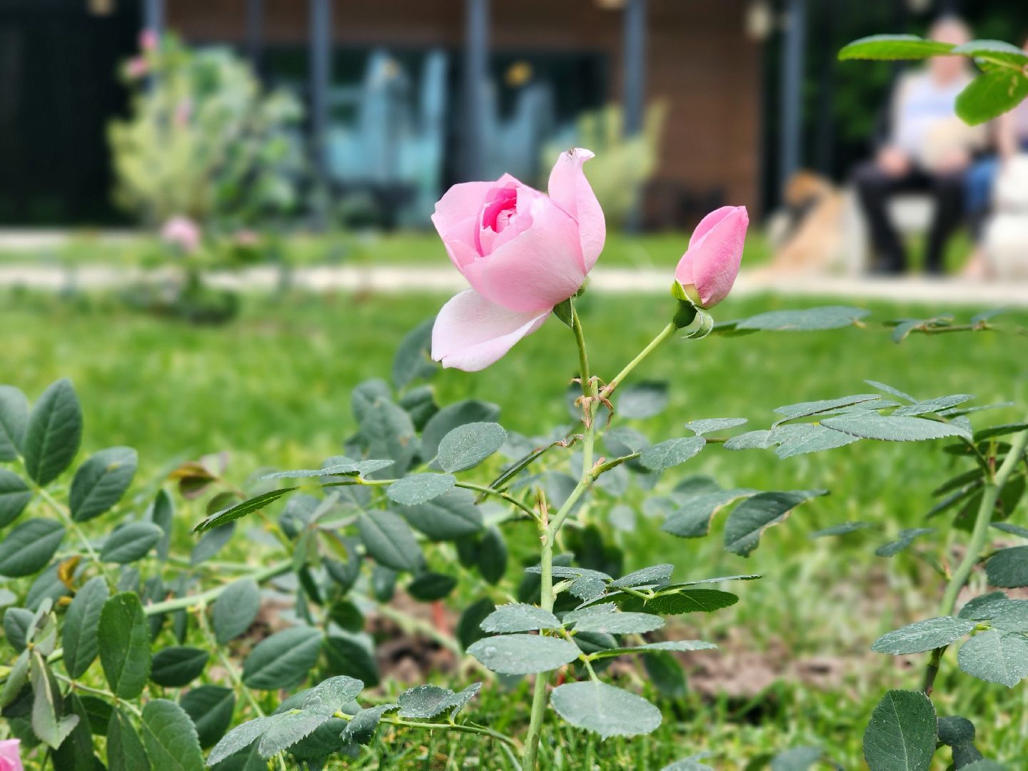 пущино, серпухов, парки, благоустройства,