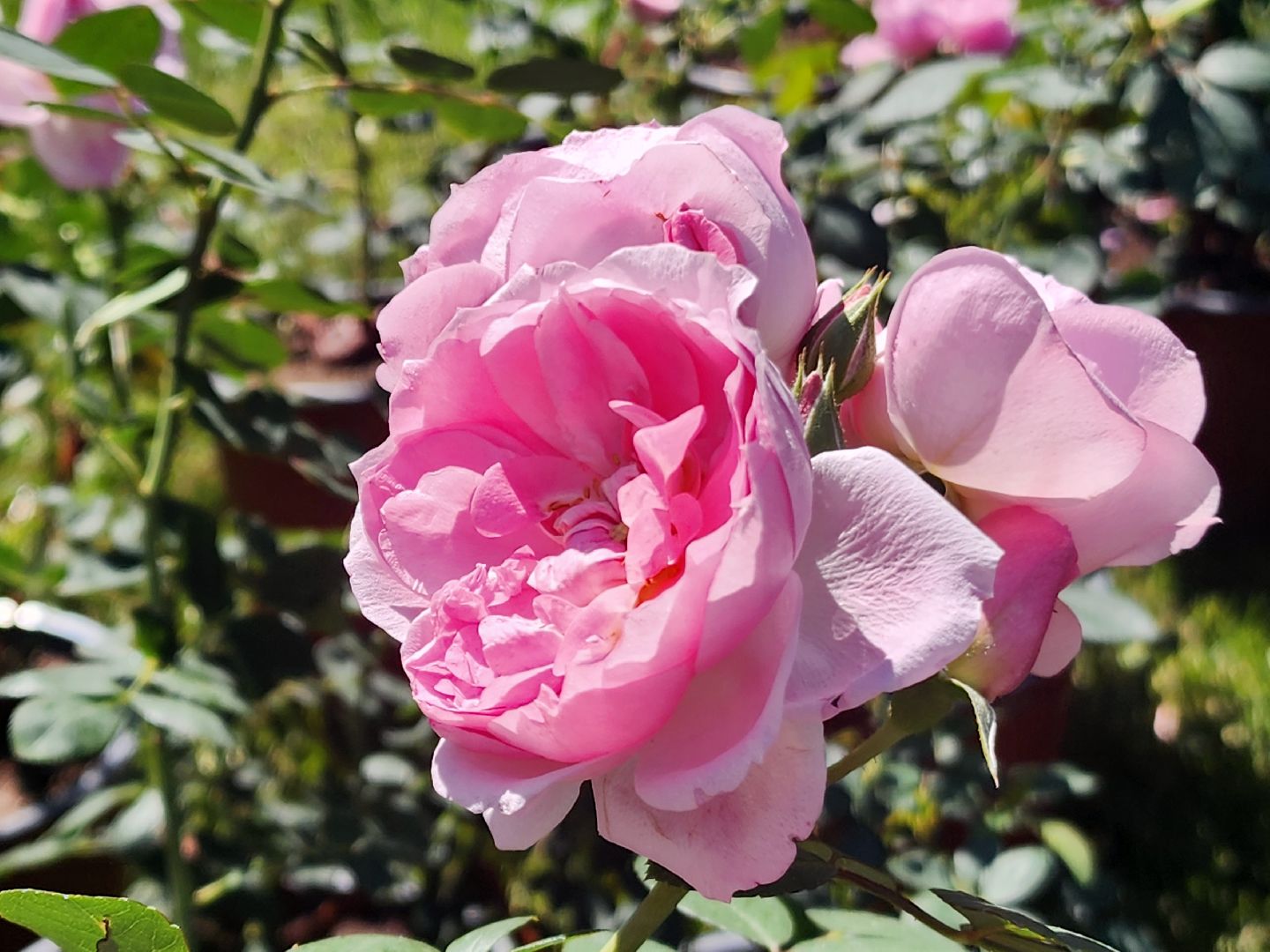 пущино, серпухов, парки, благоустройства,