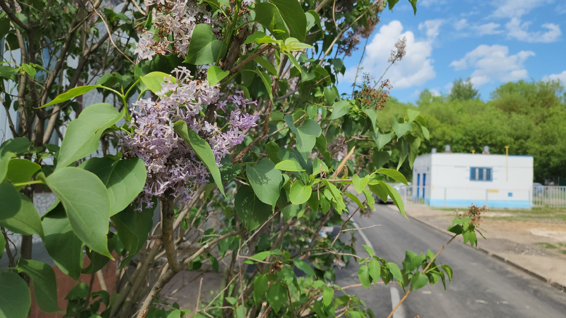 кашира, благоустройство, комплексное благоустройство дворов, асфальт, бордюры, входные группы, парковка,