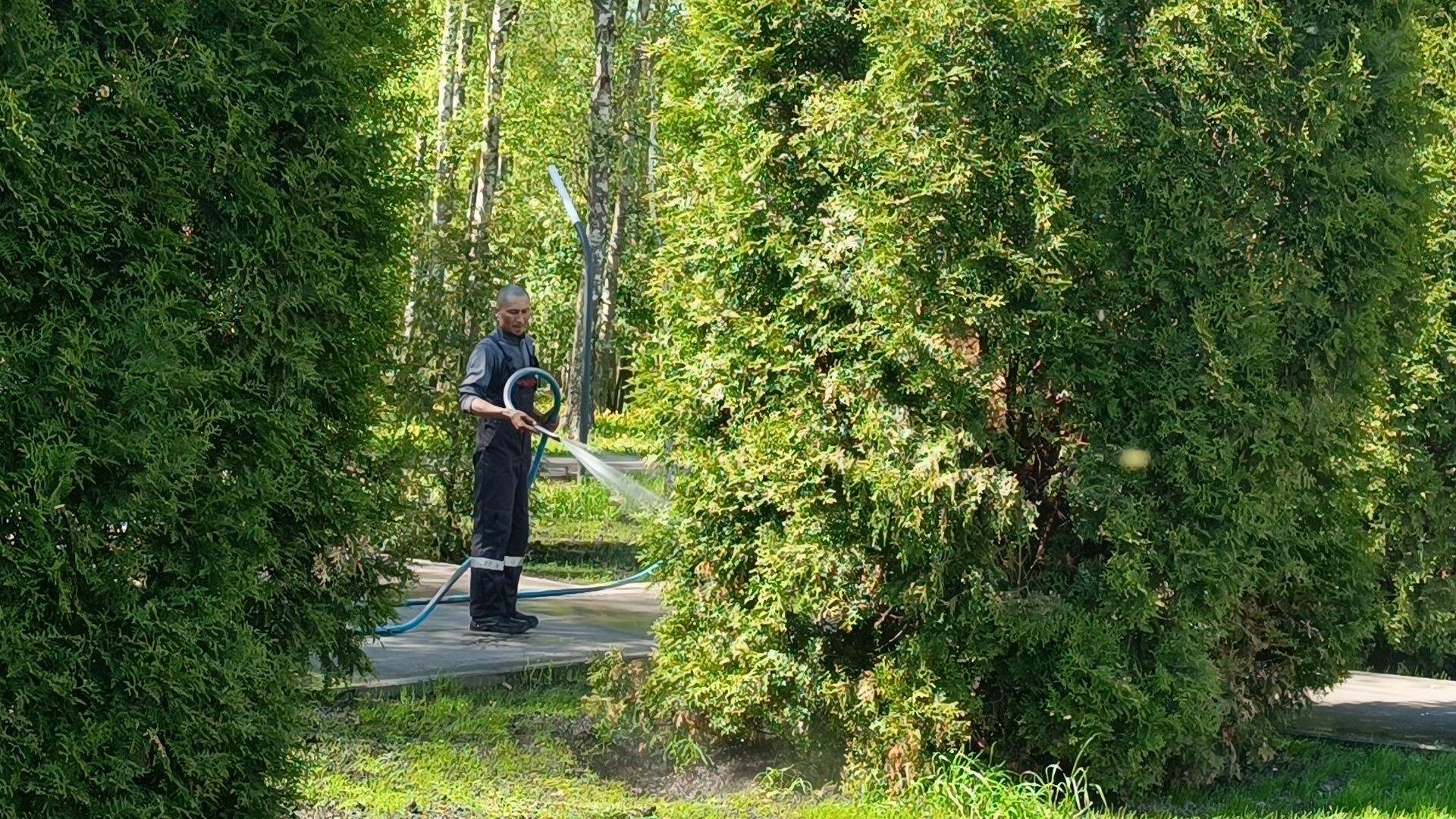 благоустройство, парк, деревья,