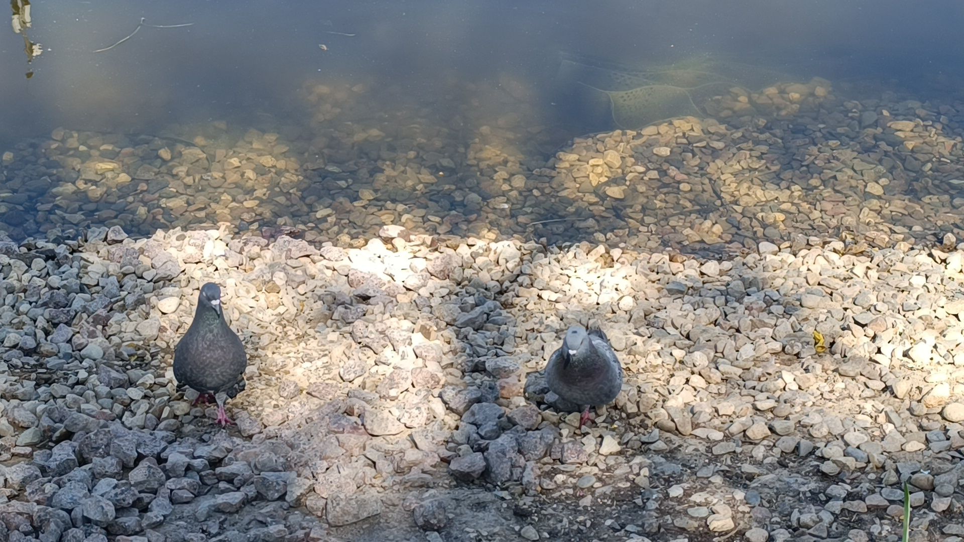 благоустройство, парк, деревья,