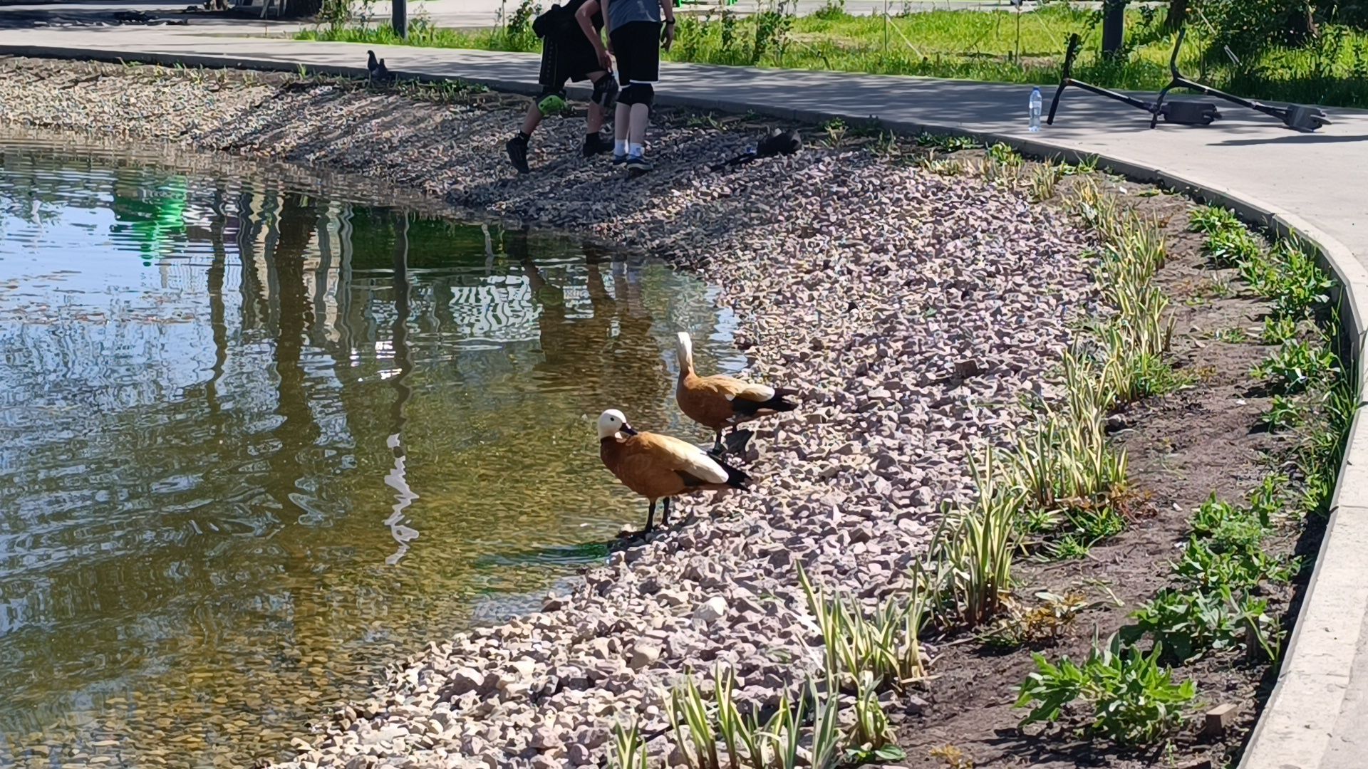 благоустройство, парк, деревья,