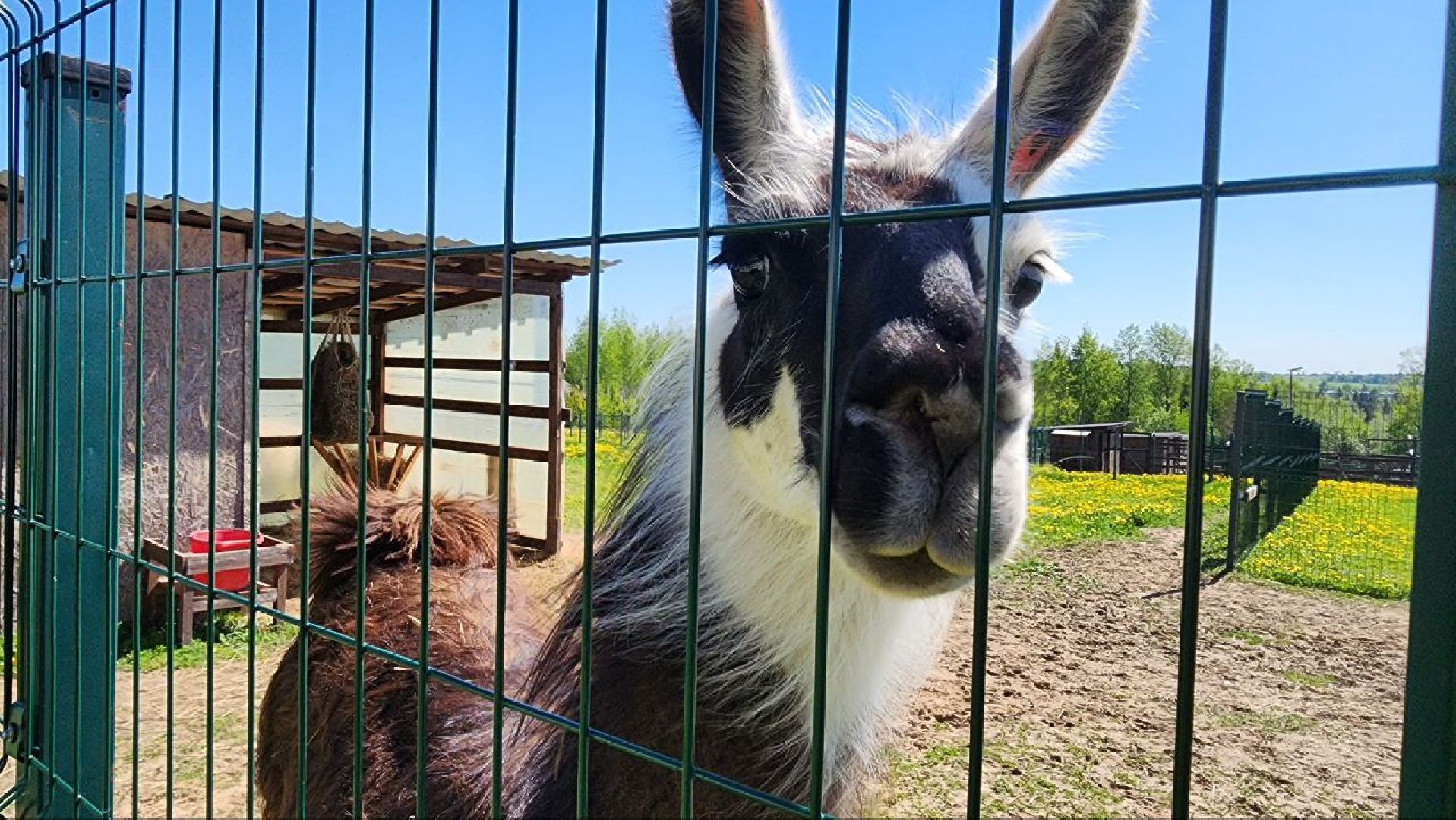 Дмитров, Ферма в Походкино, Российские альпаки, Туризм,
