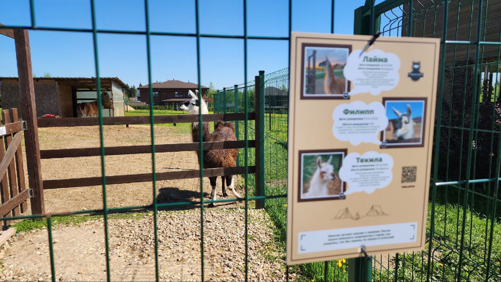 Дмитров, Ферма в Походкино, Российские альпаки, Туризм,