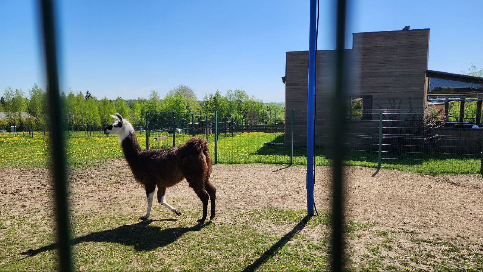 Дмитров, Ферма в Походкино, Российские альпаки, Туризм,