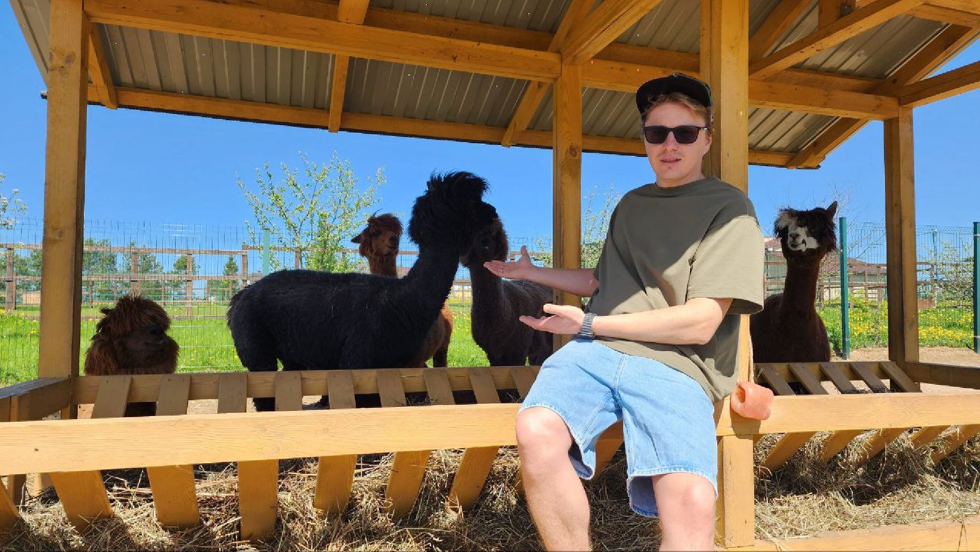 Дмитров, Ферма в Походкино, Российские альпаки, Туризм,